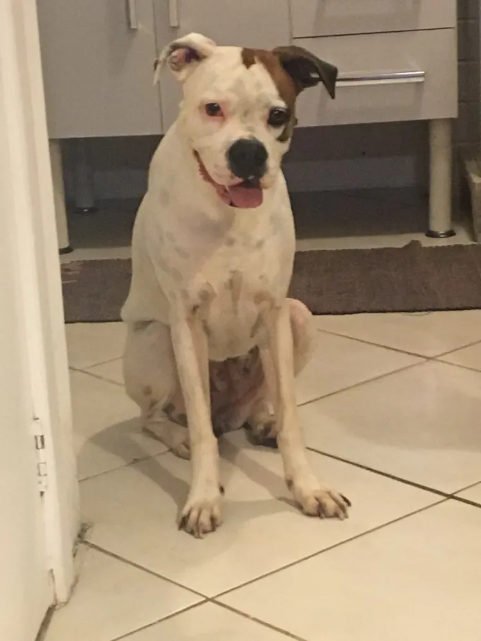 Cachorro ra a Boxer idade 4 anos nome Cristal