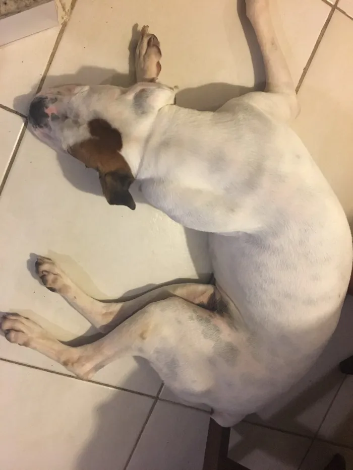 Cachorro ra a Boxer idade 4 anos nome Cristal