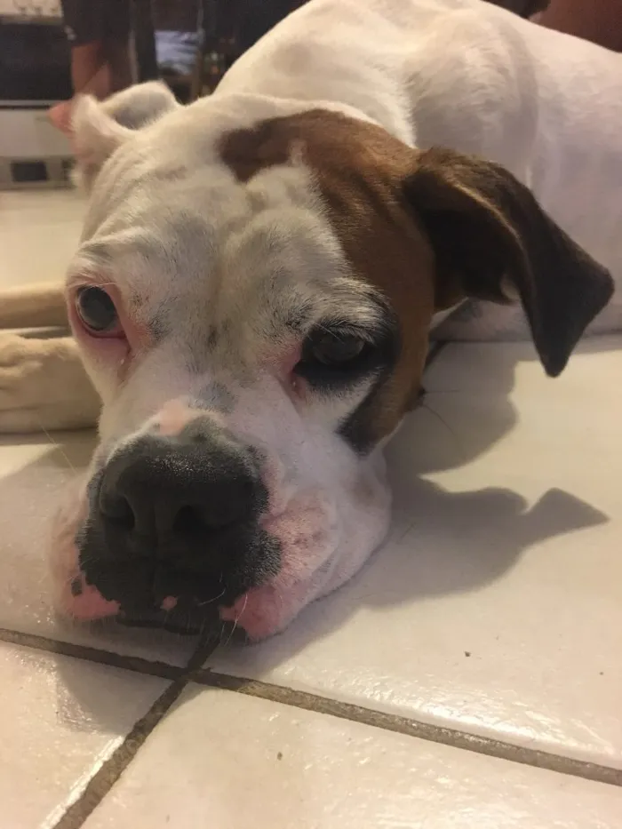 Cachorro ra a Boxer idade 4 anos nome Cristal