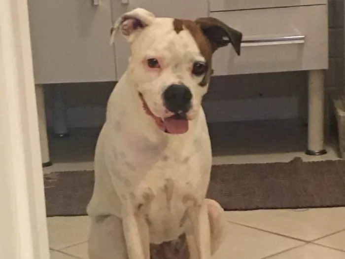 Cachorro ra a Boxer idade 4 anos nome Cristal