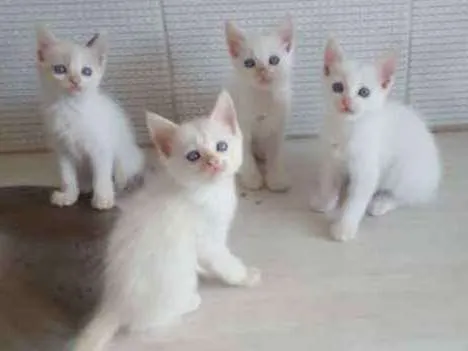 Gato ra a Brancos  idade Abaixo de 2 meses nome Não tem