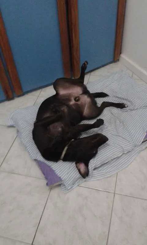 Cachorro raça srd idade 6 ou mais anos nome bob