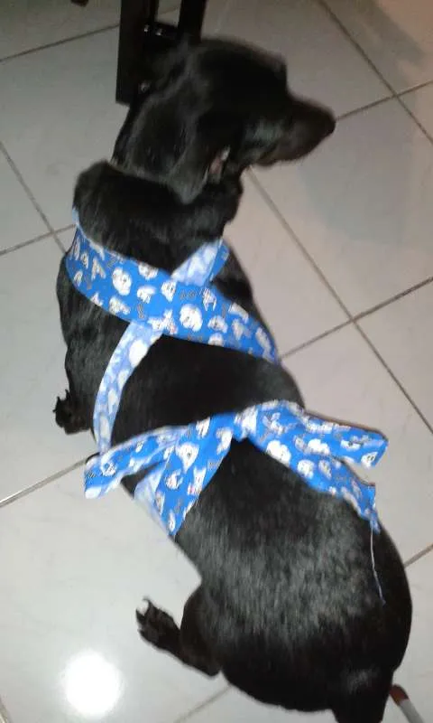 Cachorro raça srd idade 6 ou mais anos nome bob