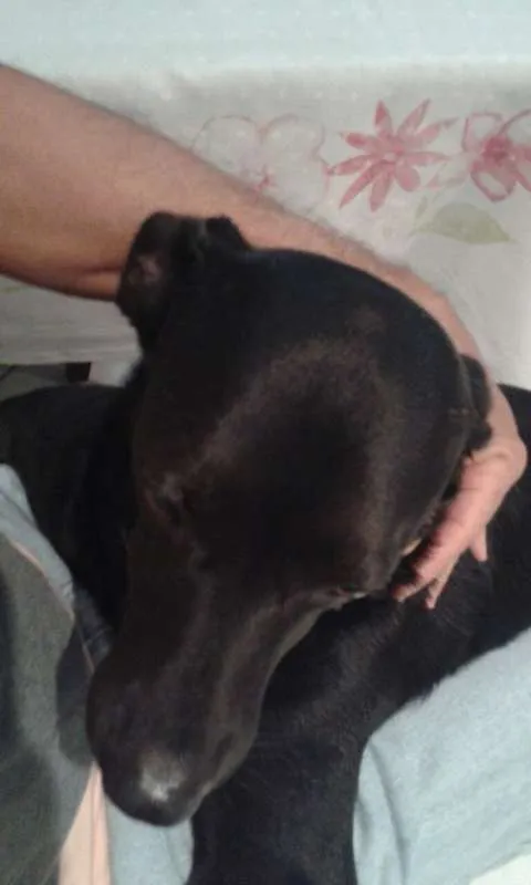 Cachorro raça srd idade 6 ou mais anos nome bob