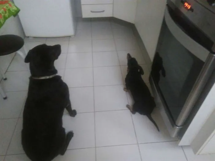 Cachorro raça srd idade 6 ou mais anos nome bob