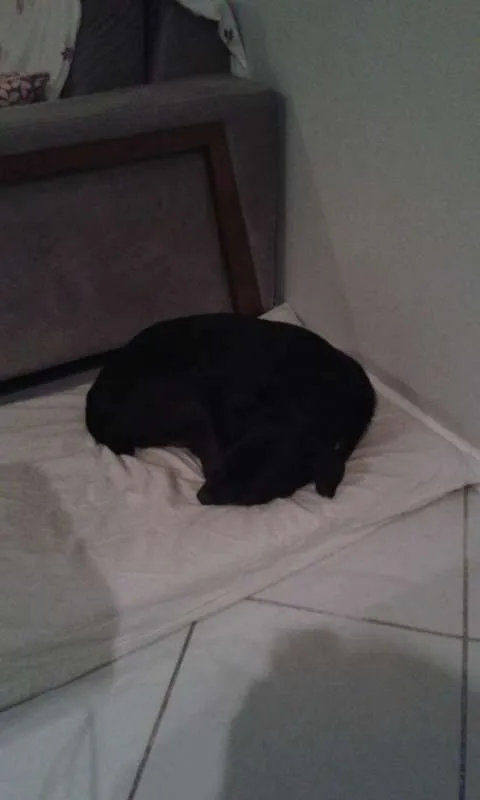 Cachorro raça srd idade 6 ou mais anos nome bob