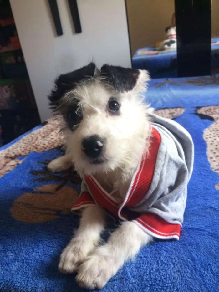 Cachorro ra a Mix de poodle idade 2 a 6 meses nome Sultão ...