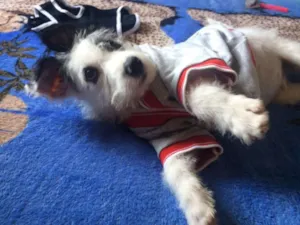 Cachorro raça Mix de poodle idade 2 a 6 meses nome Sultão ...
