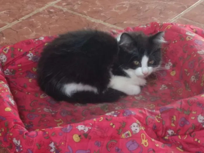 Gato ra a SRD idade 2 a 6 meses nome Sem nome
