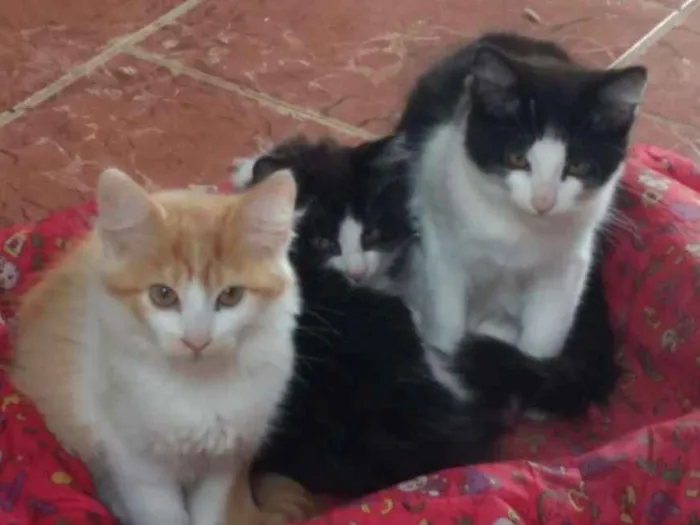 Gato ra a SRD idade 2 a 6 meses nome Sem nome
