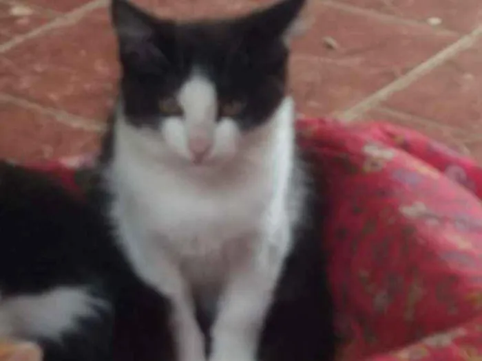 Gato ra a SRD idade 2 a 6 meses nome Sem nome