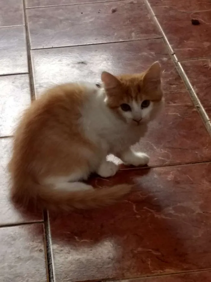 Gato ra a SRD idade 2 a 6 meses nome Sem nome