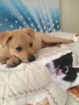 SIMBA