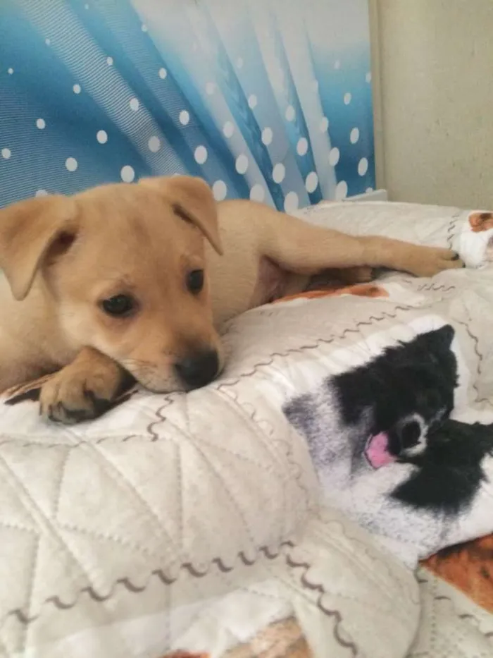 Cachorro ra a Srd idade 2 a 6 meses nome SIMBA