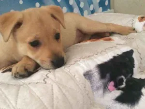 Cachorro raça Srd idade 2 a 6 meses nome SIMBA