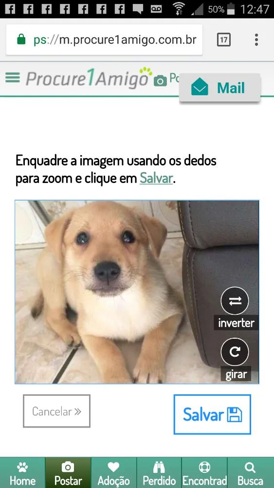 Cachorro ra a Srd idade 2 a 6 meses nome SIMBA