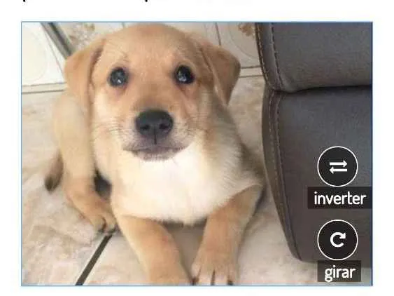 Cachorro ra a Srd idade 2 a 6 meses nome SIMBA