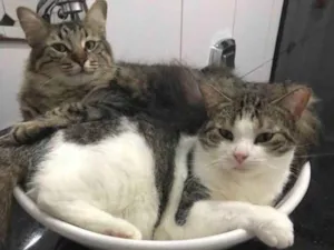 Gato raça  idade 3 anos nome Mima & bela 