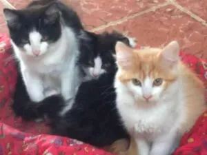 Gato raça SRD idade 2 a 6 meses nome Sem nome