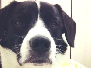 Cachorro raça SRD idade 3 anos nome Nino