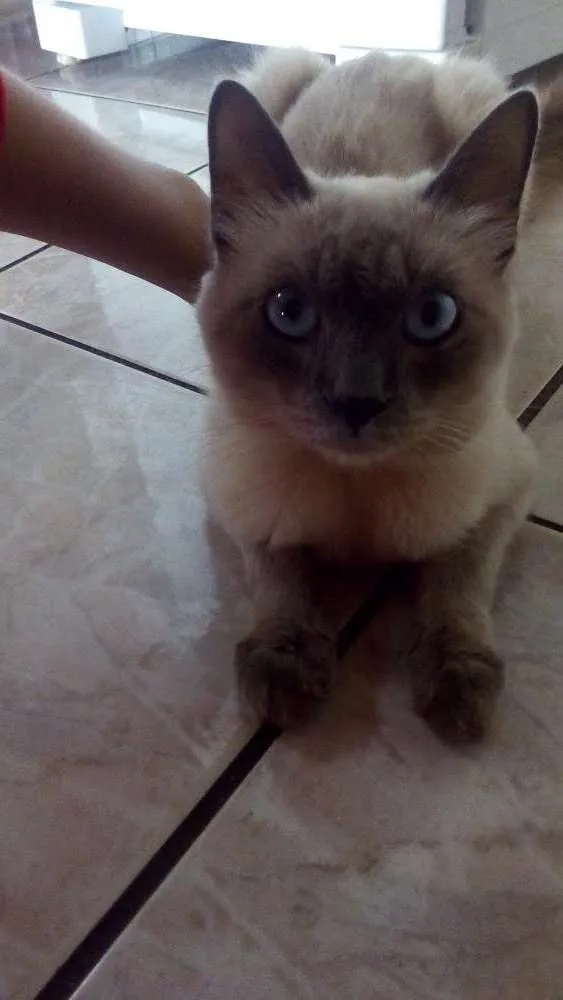 Gato ra a Mistura com siamês idade 1 ano nome Cangica