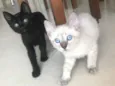 Maisena e Chocooky 