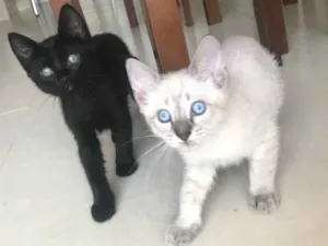 Gato raça Srd idade 2 a 6 meses nome Maisena e Chocooky 