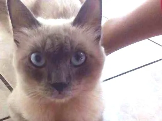 Gato ra a Mistura com siamês idade 1 ano nome Cangica