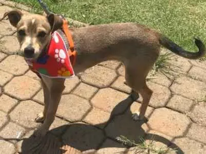 Cachorro ra a Srd idade 7 a 11 meses nome Bambi