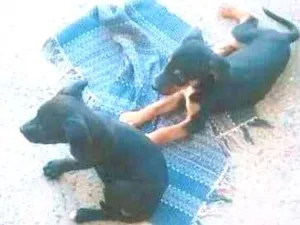 Cachorro raça Vira-Lata idade 2 a 6 meses nome Vários 