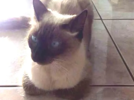 Gato ra a Mistura com siamês idade 1 ano nome Duda a segunda sem nome