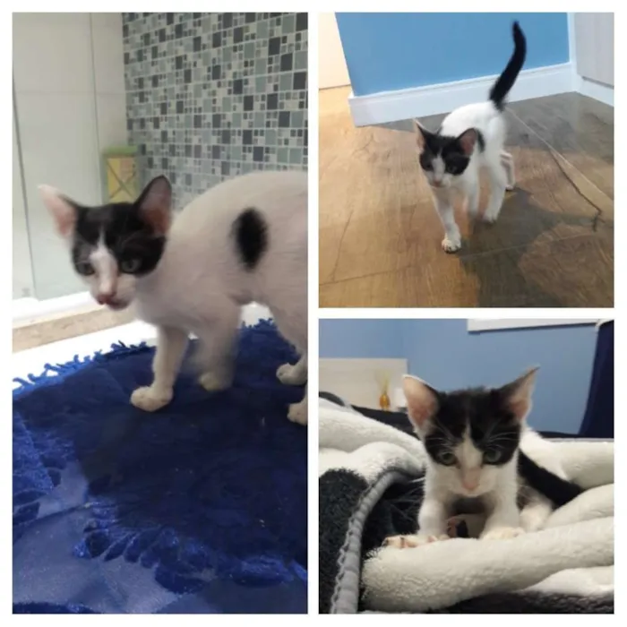 Gato ra a Não definida idade 2 a 6 meses nome Sem nome