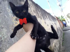 Gato raça SRD idade 2 a 6 meses nome Baixinho