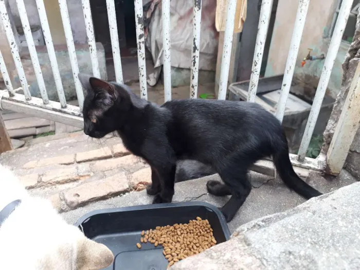 Gato ra a SRD idade 2 a 6 meses nome Baixinho