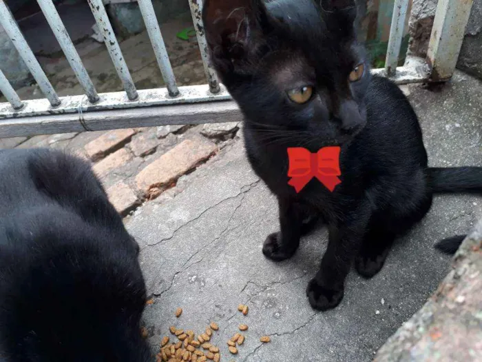 Gato ra a SRD idade 2 a 6 meses nome Baixinho