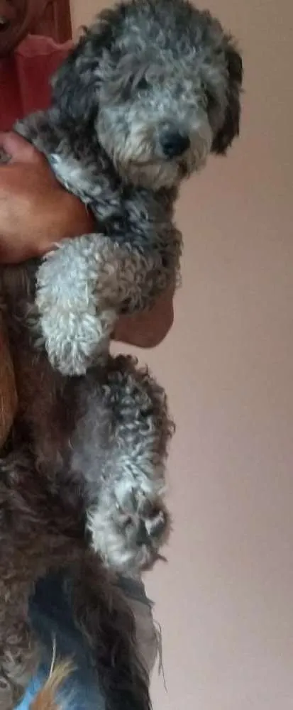 Cachorro ra a puldo  idade 2 anos nome Bruninho