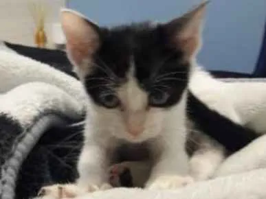 Gato ra a Não definida idade 2 a 6 meses nome Sem nome