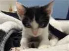 Gato raça Não definida idade 2 a 6 meses nome Sem nome