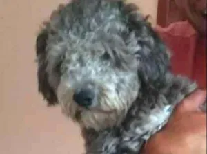 Cachorro raça puldo  idade 2 anos nome Bruninho