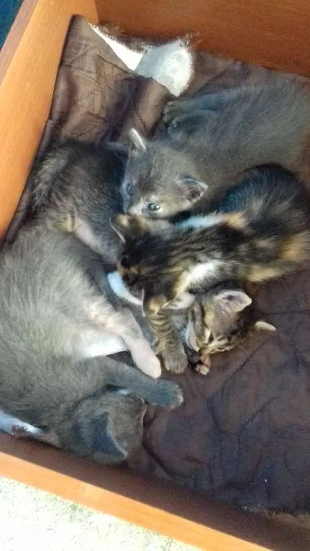 Gato ra a Não sei  idade Abaixo de 2 meses nome filhotes 