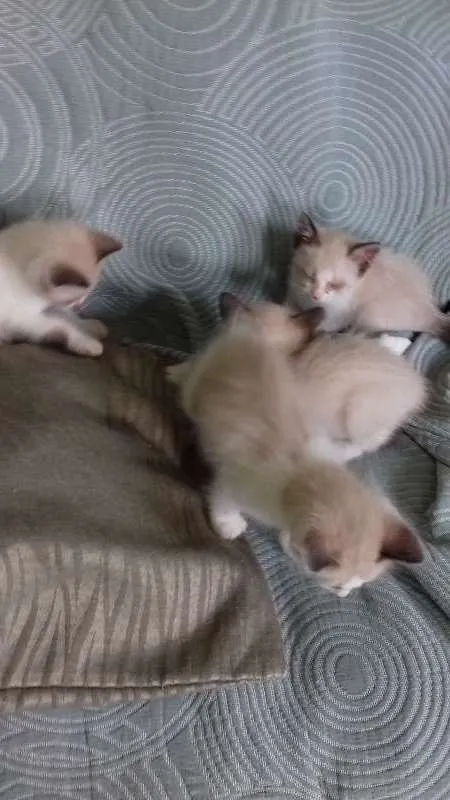 Gato ra a Não sei  idade Abaixo de 2 meses nome filhotes 