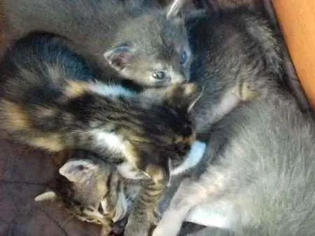 Gato ra a Não sei  idade Abaixo de 2 meses nome filhotes 