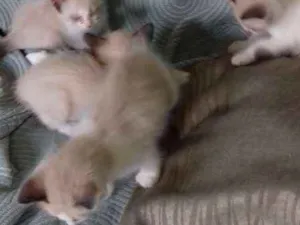 Gato raça Não sei  idade Abaixo de 2 meses nome filhotes 