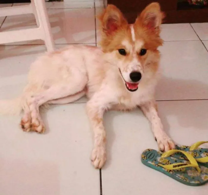 Cachorro raça Mestiça de Akita idade 7 a 11 meses nome Hanna