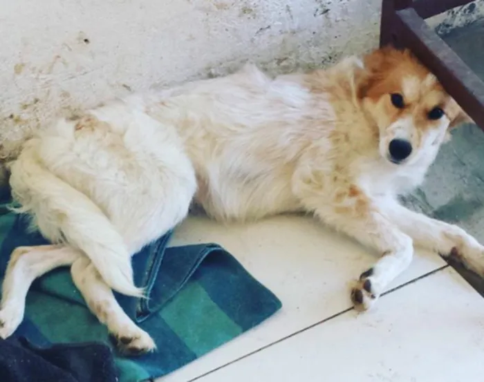Cachorro raça Mestiça de Akita idade 7 a 11 meses nome Hanna