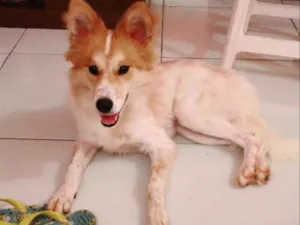 Cachorro raça Mestiça de Akita idade 7 a 11 meses nome Hanna