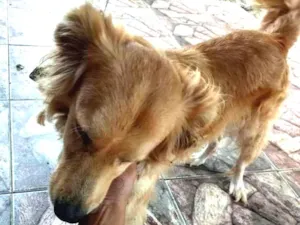 Cachorro raça Vira-lata idade 3 anos nome Billy
