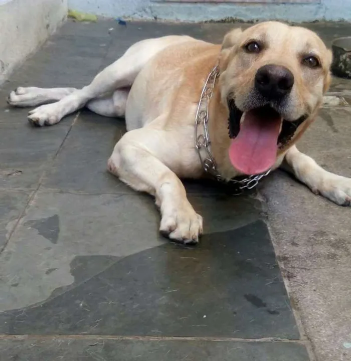 Cachorro ra a Labrador idade 4 anos nome Joe