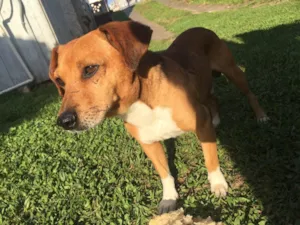 Cachorro raça Não sei bem certo  idade 2 a 6 meses nome Lesi e totó
