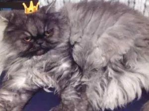 Gato raça Persa idade 6 ou mais anos nome Mima